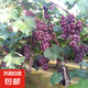 葡萄樹苗夏黑藍寶石陽光玫瑰巨峰葡萄南北方種植庭院盆地栽果樹苗 巨峰6年苗【當年結(jié)果】