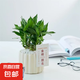 步步高富貴竹水培植物室內(nèi)綠植辦公室桌面盆栽水養(yǎng)文昌竹凈化空氣 文昌竹4根（提拉米蘇+鋪面白石）+金榜題名吊牌