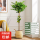 【不帶果】香水檸檬樹苗大型綠植盆栽客廳室內(nèi)陽臺四季開花結(jié)果 1.6-1.8米+編織藍+托盤