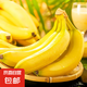 云南高山香蕉 新鮮水果現(xiàn)摘甜糯香蕉 帶花皮 青蕉發(fā)貨 常溫放熟吃 4.5斤