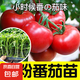蔬菜苗幼苗四季種易活西紅柿苗盆栽地栽番茄苗圣女果苗陽(yáng)臺(tái)種植 粉番茄苗3棵