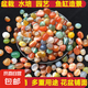 南京雨花石原石水培鵝卵石多肉鋪面魚缸盆栽七五彩小石頭 小小雨花石0.4到0.9CM（50克）
