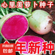 心里美蘿卜種子種籽春秋四季播盆栽紅心水果蘿卜種子蔬菜種籽孑 心里美蘿卜種子 1包約300粒