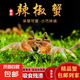 辣椒蟹活體觀賞除藻蟹深水寵物蟹淡水寵物螃蟹活體水族蟹迷你 辣椒蟹2只（1只備損）
