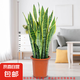 金邊虎皮蘭盆栽多肉植物水培好養(yǎng)綠植室內(nèi)花卉客廳大型虎尾蘭陽(yáng)臺(tái) 【客廳推薦】60-80cm高6棵【簡(jiǎn)易盆】