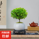 小葉赤楠老樁苗紫檀微景觀水培辦公室四季好養(yǎng)金絲楠木綠植 小葉赤楠+冰裂紋盆+苔蘚+復(fù)古底座