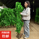 圍墻籬笆植物大葉北海道黃楊苗冬青樹苗四季常青耐寒庭院綠籬樹苗 北海道冬青苗1.4-1.5米*10棵