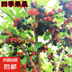 桑樹苗果桑樹苗大果桑葚樹苗無籽十大庭院陽臺盆栽地栽果樹苗木 四季果桑5年苗【當年結(jié)果】