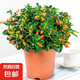 金魚吊蘭盆栽帶花苞大盆金魚花四季室內(nèi)客廳常青綠植物好養(yǎng)活花卉 精品金魚吊蘭大苗原盆
