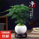 文竹盆栽植物室內(nèi)花卉盆景客廳辦公室桌面小綠植好養(yǎng)云竹四季常青 精品文竹+白玉圓陶盆+圓底托+苔蘚