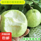 閩南芭樂漳州白心芭樂番石榴脆甜清爽現(xiàn)摘現(xiàn)發(fā)水果 榨番石榴汁 帶箱2斤裝（單果150-200g）