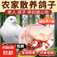 珍府客 乳鴿子(含內(nèi)臟) 散養(yǎng)純糧食喂養(yǎng)肉鴿老鴿 3只足齡老鴿(單只400g)