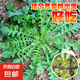 山東壽光蔬菜種子大全香菜菜種青菜番茄菠菜西瓜小蔥生菜菜籽 薺菜種子1萬粒
