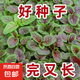 【割完又長(zhǎng)】紅莧菜種子大葉四季播大圓葉莧蔬菜籽陽(yáng)臺(tái)盆栽野菜籽 一點(diǎn)紅莧菜種子 1包約1000粒