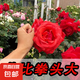 月季特大花濃香花苗老樁大苗大花特大月季花盆栽四季玫瑰花樹苗 緋扇【特大花濃香】