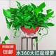 長藤綠蘿垂吊綠植室內吊蘭吸甲醛凈化空氣綠植盆栽稀有綠蘿盆栽 【盆口直徑32厘米】短藤紅盆綠蘿1盆送肥料