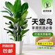 天堂鳥大型綠植盆栽 天堂鳥1.4-1.5米【梯形樹脂盆】