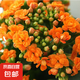 長(zhǎng)壽花盆栽重瓣金狐貍大花帶花苞花苗四季室內(nèi)開花好養(yǎng)的花卉植物 米橙（帶花苞四季開花） 不含盆