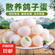 珍府客鴿子蛋鵝蛋農(nóng)家散養(yǎng)現(xiàn)撿現(xiàn)發(fā)寶寶孕婦早餐滋補(bǔ)端午禮盒生鮮 30枚精選鴿子蛋
