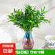 竹柏驅(qū)蚊竹水培植物室內(nèi)客廳水養(yǎng)綠植花卉盆栽水培驅(qū)蚊竹四季好養(yǎng) 【爆款】驅(qū)蚊竹柏10顆（藍(lán)紫鉆石瓶）+營(yíng)養(yǎng)液