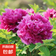 牡丹花樹苗洛陽正宗對版重瓣牡丹花苗盆栽花卉綠植當年開花 魏紫6-8分支【開花多多】