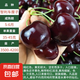 【買一送一】車?yán)遄訕涿缂藿哟髾烟覙涿缤ピ宏柵_南北方種植果樹苗 智利車?yán)遄?2.5公分粗帶分枝【收到1顆苗】