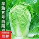 早熟五號大白菜種子50天秋冬四季播種耐熱高產小白菜種子蔬菜種籽 早熟五號白菜種子 1包約1000粒