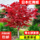 日本紅楓樹苗四季紅舞姬中國老樁盆景盆栽庭院別墅室外綠化植物苗 【日本紅舞姬】5cm粗1.6米高
