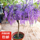 紫藤花苗四季爬藤植物大苗長穗紫藤蘿花老樁大樹苗四季開花卉盆栽 樹苗款—紫藤2公分粗