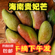 貴妃芒新鮮現(xiàn)摘海妃芒紅金龍?zhí)鹦拿⒄谠袐D熱帶彩虹芒果 1.5-2.5兩中果3斤整箱