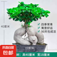 金錢榕樹盆景室內(nèi)外大型綠植盆栽老樁S型小葉人參榕包成活常青 大號(hào)精品榕樹40厘米