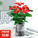 水培紅掌盆栽帶花一帆風(fēng)順花卉植物室內(nèi)好養(yǎng)綠植鴻運(yùn)當(dāng)頭四季開(kāi)花 【爆款新品】特級(jí)紅掌（灰色繁星盆）