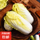 山東娃娃菜新鮮小白菜當(dāng)季黃牙白蔬菜火鍋涮菜源頭直發(fā)包郵 4包12顆裝