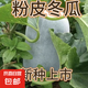 特大粉皮冬瓜種子滿地爬大冬瓜種籽蔬菜種好吃肉厚不空心全國可種 粉皮冬瓜種子 1包約35粒