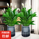 水培白掌一帆風順盆栽帶花室內(nèi)客廳植物四季常青好養(yǎng)活新家綠植 A級白掌+繁星吸水盆 2盆裝