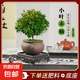 小葉赤楠盆景植物辦公花卉基地直銷批發(fā)綠植盆栽室內(nèi)擺件花卉綠植 赤楠+祥獅報喜盆+苔蘚+方底座
