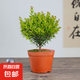 小葉赤楠老樁苗紫檀微景觀水培辦公室四季好養(yǎng)金絲楠木綠植 小葉赤楠【原盆直發(fā)】
