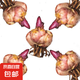 香水百合種球四季開花盆栽帶花苞進(jìn)口重瓣百合花球種子花苗鮮花卉 香水百合混色5球不含盆土