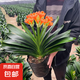 君子蘭盆栽帶花苞四季好養(yǎng)多肉花苗盆景客廳桌面老樁大苗花卉綠植 特級(jí)苗14-15片葉【原盆土】