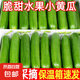 山東壽光水果黃瓜生吃脆新鮮荷蘭青瓜當季無刺小黃瓜源頭直發(fā) 精品水果黃瓜 3斤
