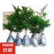 文竹苗綠植盆景四季常青包活好養(yǎng)發(fā)財樹綠蘿室內外綠植花卉盆栽 小文竹【15-20高】3份 含盆