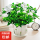 梔子花盆栽花卉植物室內(nèi)綠蘿籮陽(yáng)臺(tái)水培綠植茉莉花四季好養(yǎng)九里香 精品160#大梔子花（小清新瓷盆）