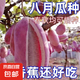 八月瓜八月炸種子膳食纖維新種子四季爬藤陽臺(tái)盆栽食用水果種子 八月瓜種子/包約20粒 1包