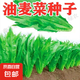 四季播種油麥菜種子家庭種菜盆栽田園地栽菜種籽易成活蔬菜種子 油麥菜種子【1包約2500?！?原廠封裝