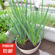 蔬菜苗四季小蔥苗秧苗易活好養(yǎng)盆栽地栽家庭蔬菜苗蔥頭苗香蔥苗 香蔥苗15棵