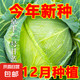 特大包心菜種子京豐一號(hào)甘藍(lán)種子中熟蔬菜種子一代雜交甘藍(lán)種子 甘藍(lán)種子京豐一號(hào)約300粒1包