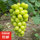 葡萄樹苗夏黑藍寶石陽光玫瑰巨峰葡萄南北方種植庭院盆地栽果樹苗 陽光玫瑰6年苗【當年結(jié)果】