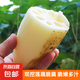 果心榴新鮮蓮藕現(xiàn)挖菜藕脆藕鮮藕蓮藕炒食藕糖藕鹵藕洪湖新鮮脆藕 洪湖脆藕3斤 實惠裝
