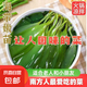 鹽漬海帶嫩苗 細(xì)嫩鮮甜 霞浦新鮮小海帶 火鍋食材 海帶嫩苗5斤(500g*5袋)