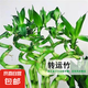 富貴竹大葉竹轉(zhuǎn)運(yùn)竹觀音竹龍竹紫云竹水培四季好養(yǎng)招財(cái)富貴竹綠植 帶根轉(zhuǎn)運(yùn)竹竹50cm高6根+1六角玻璃瓶+營(yíng)養(yǎng)液